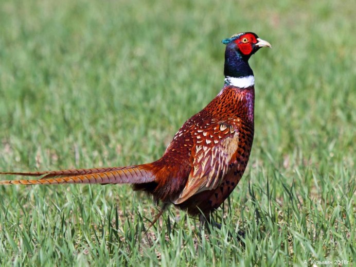 Красноспинный фазан