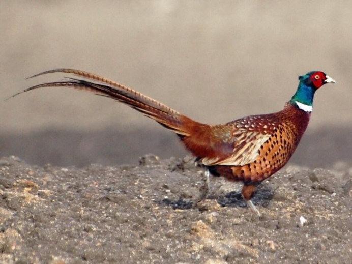 Клинохвостый фазан