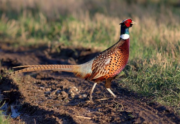 Королевский фазан самка