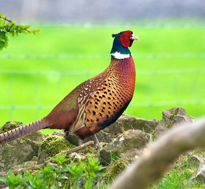 Фазан охотничий обыкновенный