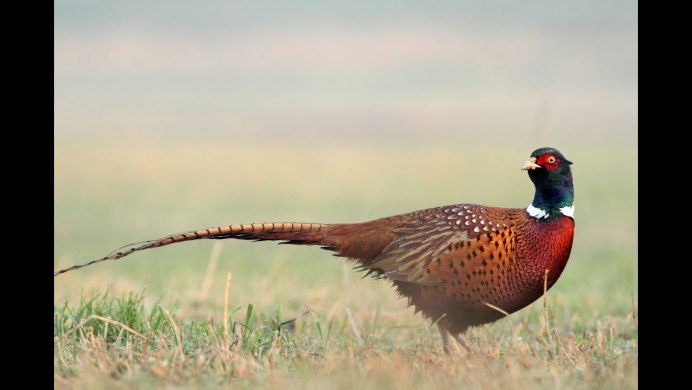 Королевский золотистый фазан