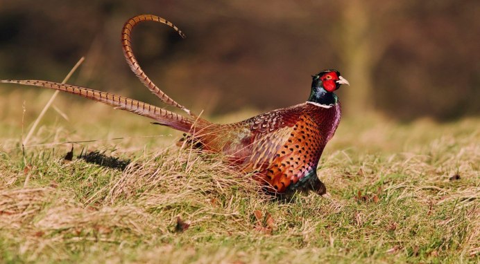 Фазан охотничий обыкновенный