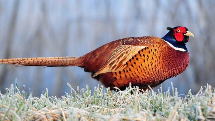 Маньчжурский фазан