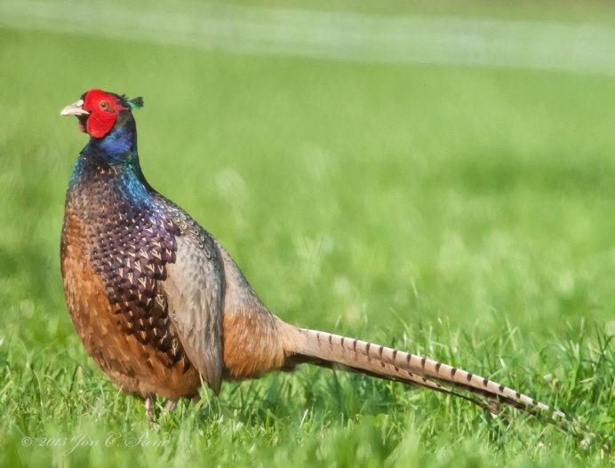 Фазан охотничий самка