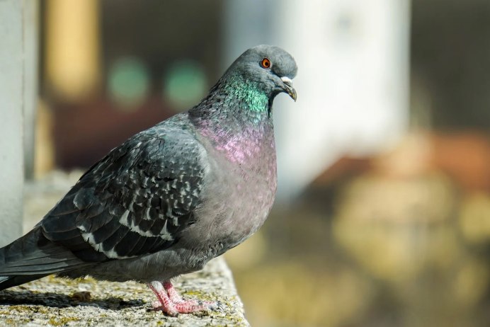 Голуби сиреневые