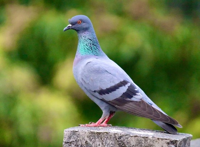 Дикий сизарь