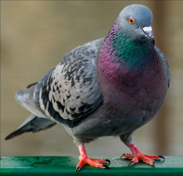 Конголезский голубь