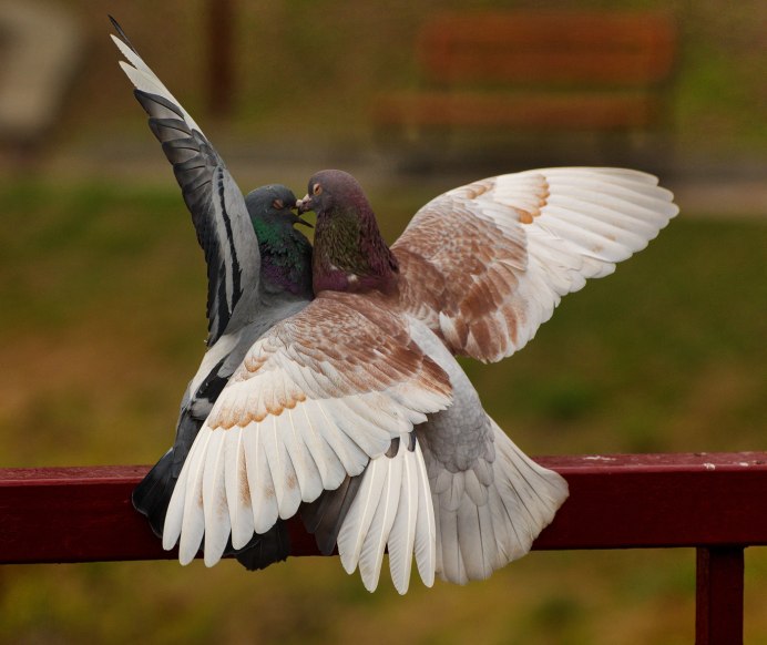 Голубь Священная птица