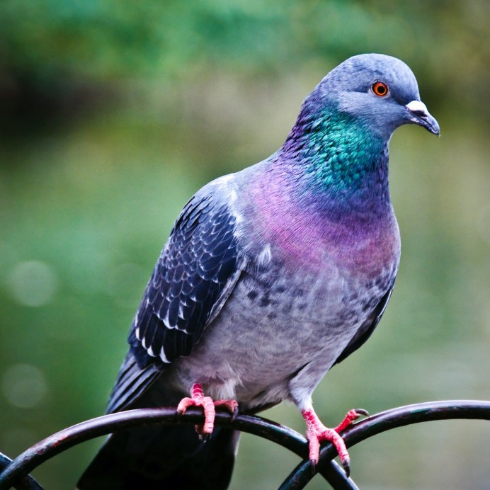 Горлица Горлица голубь