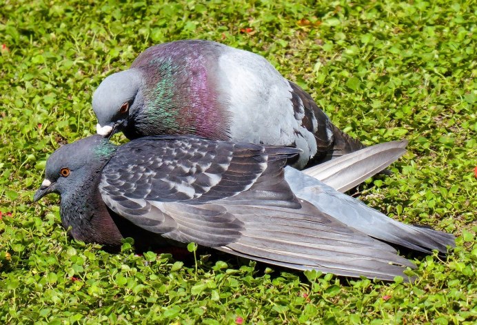 Мадейрский голубь