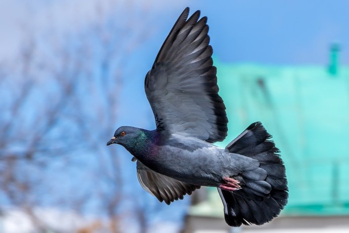 Голубь монах Турман