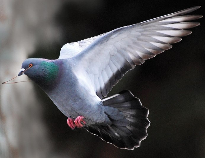 Голубь Божья птица