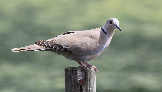 Среднеазиатская Горлица