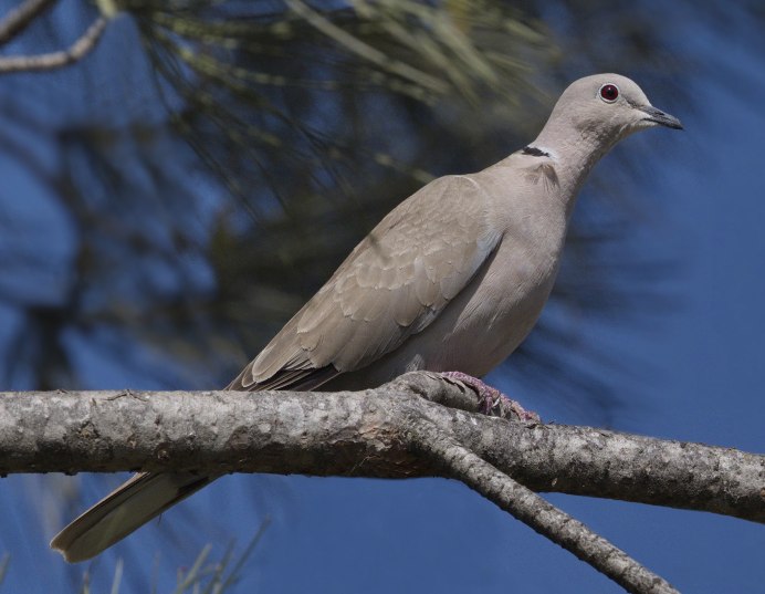 Голубь Columba palumbus
