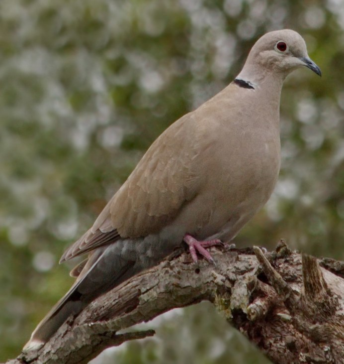 Болгарская Горлица