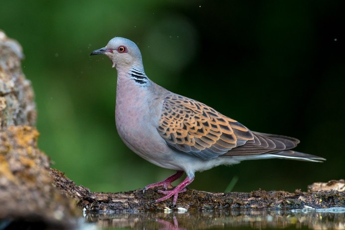 Ушастая Горлица