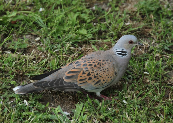 Мадагаскарская Горлица