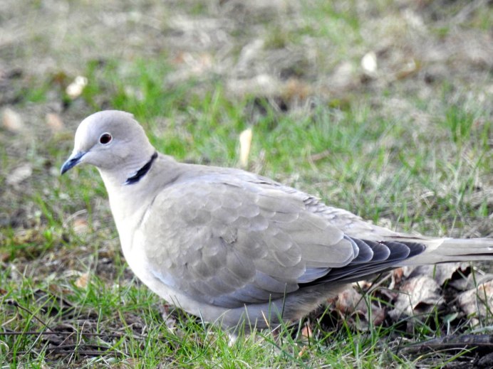 Большая кольчатая Горлица