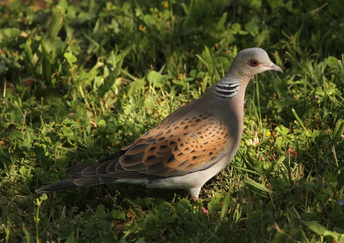 Обыкновенная Горлица - Streptopelia Turtur (Linnaeus, 1758)