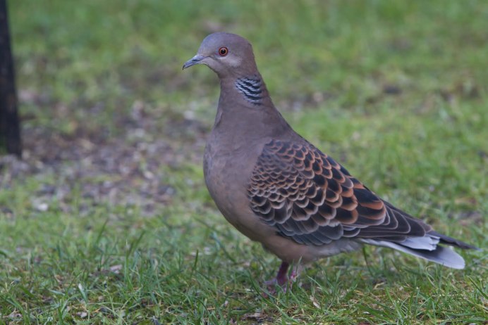 Вяхирь Горлица голубь