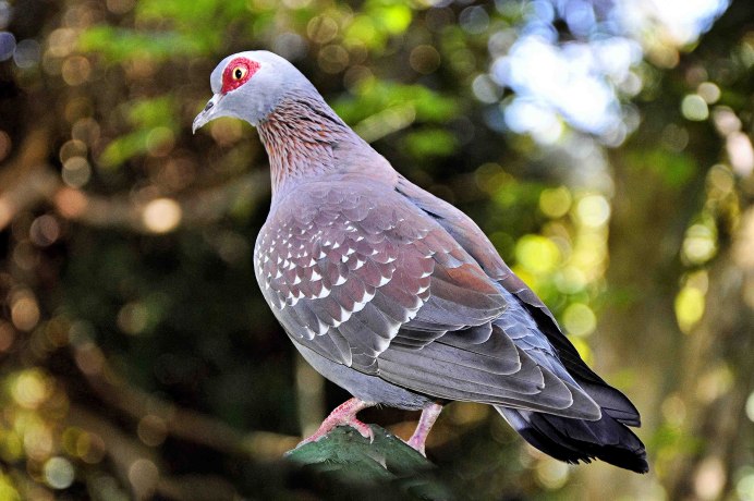 Лесной голубь вяхирь Горлица