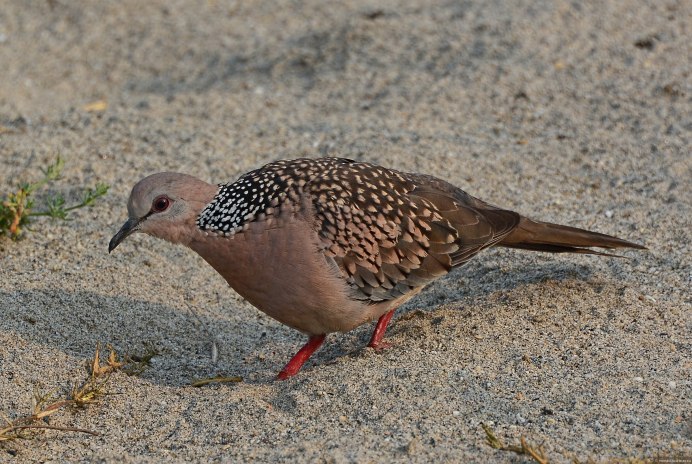 Дикий Лесной голубь витютень