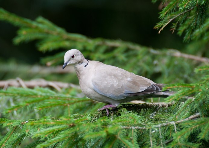 Птица Горлица серая