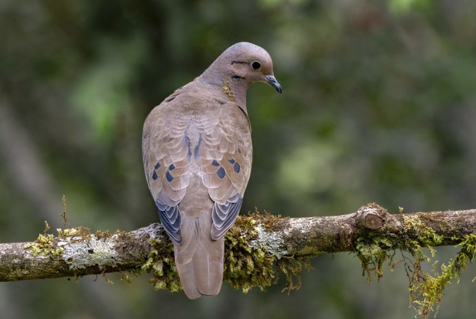Mourning dove птица