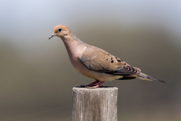 Голуби сизые белоголовые