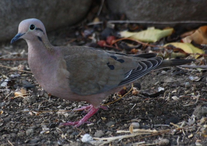 Перелетная Горлица
