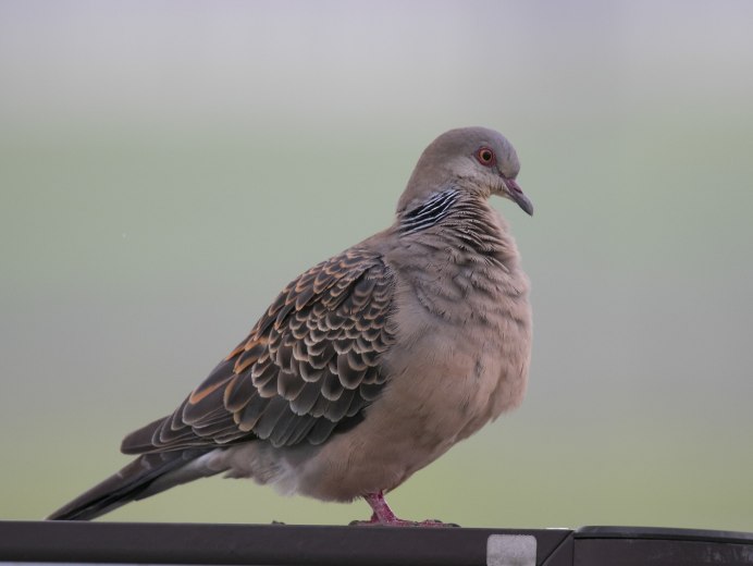 Лесной голубь вяхирь Горлица