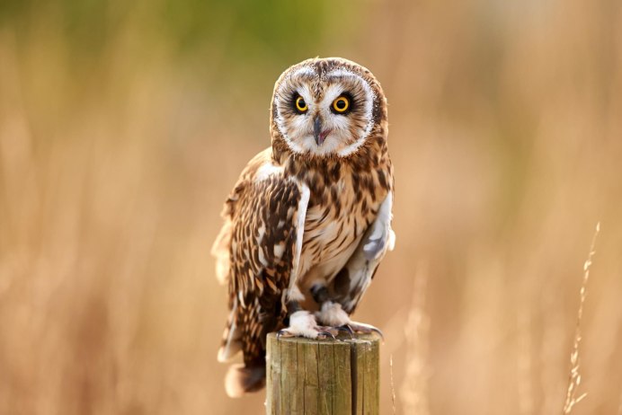 Bubo africanus