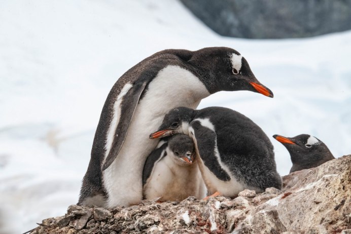 Королевский Пингвин (лат. Aptenodytes patagonicus)
