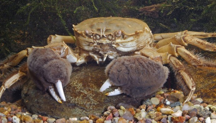 Речной краб