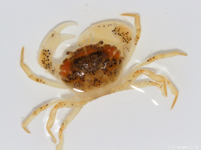 Шерстистый краб