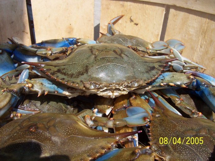 Морские пауки блюда