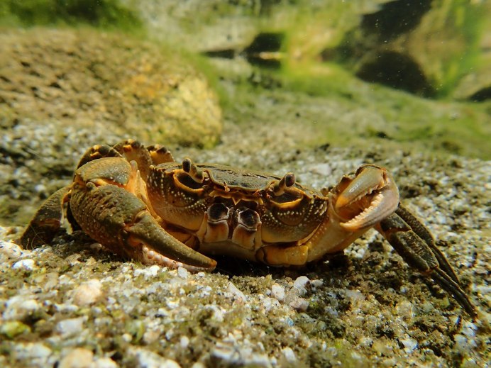 Голландский Крабик