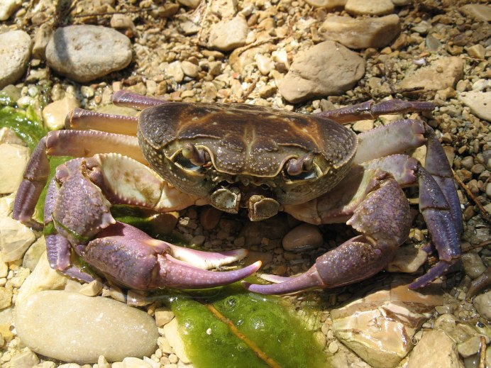 Краб тигровая трапеция