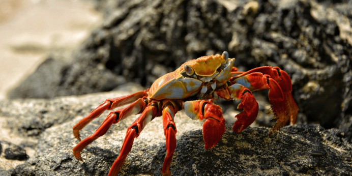 Rhithropanopeus harrisii