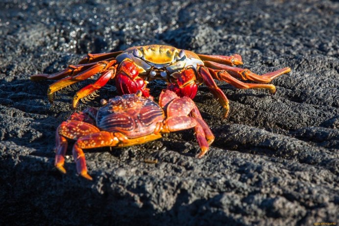 Краб золотоглазый