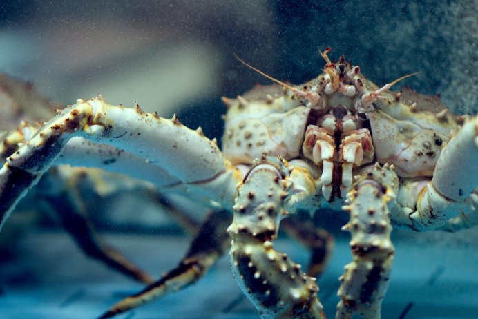 Краб Леонардо да Винчи