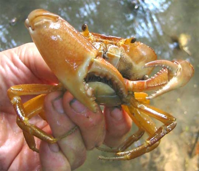 Crustacea