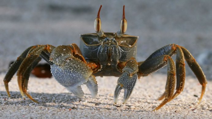Краб Ритропанопеус