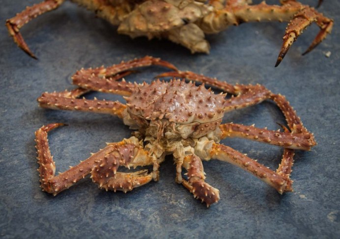 Limnopilos naiyanetri Micro Spider Crab