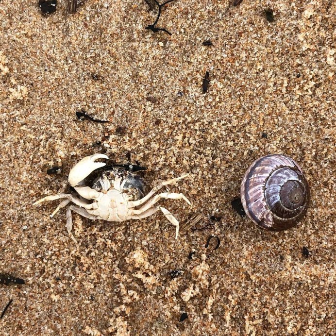 Фото краба на полтора килограмма