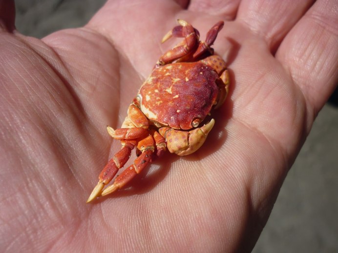 Пресноводный голландский краб