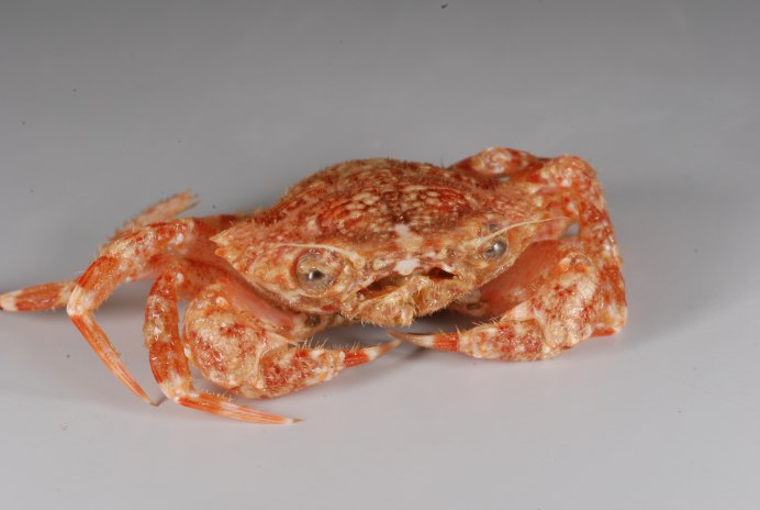 Краб синий (paralithodes Platypus)