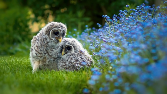 Природа птицы