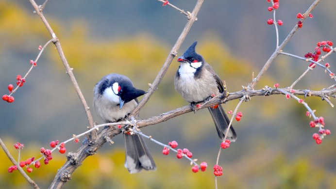 Природа животные птицы