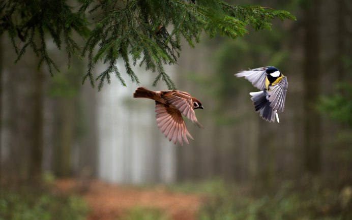 Природа птицы
